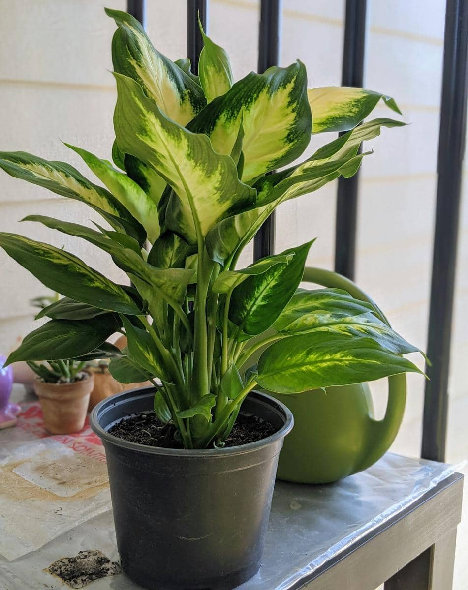 Tanaman dieffenbachia