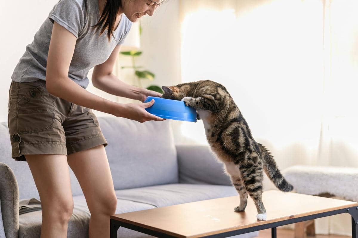 ilustrasi kucing sedang makan