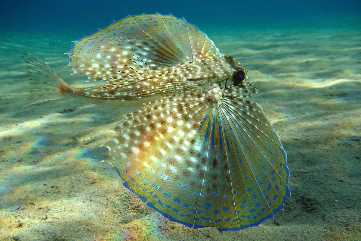 Potret flying gurnard