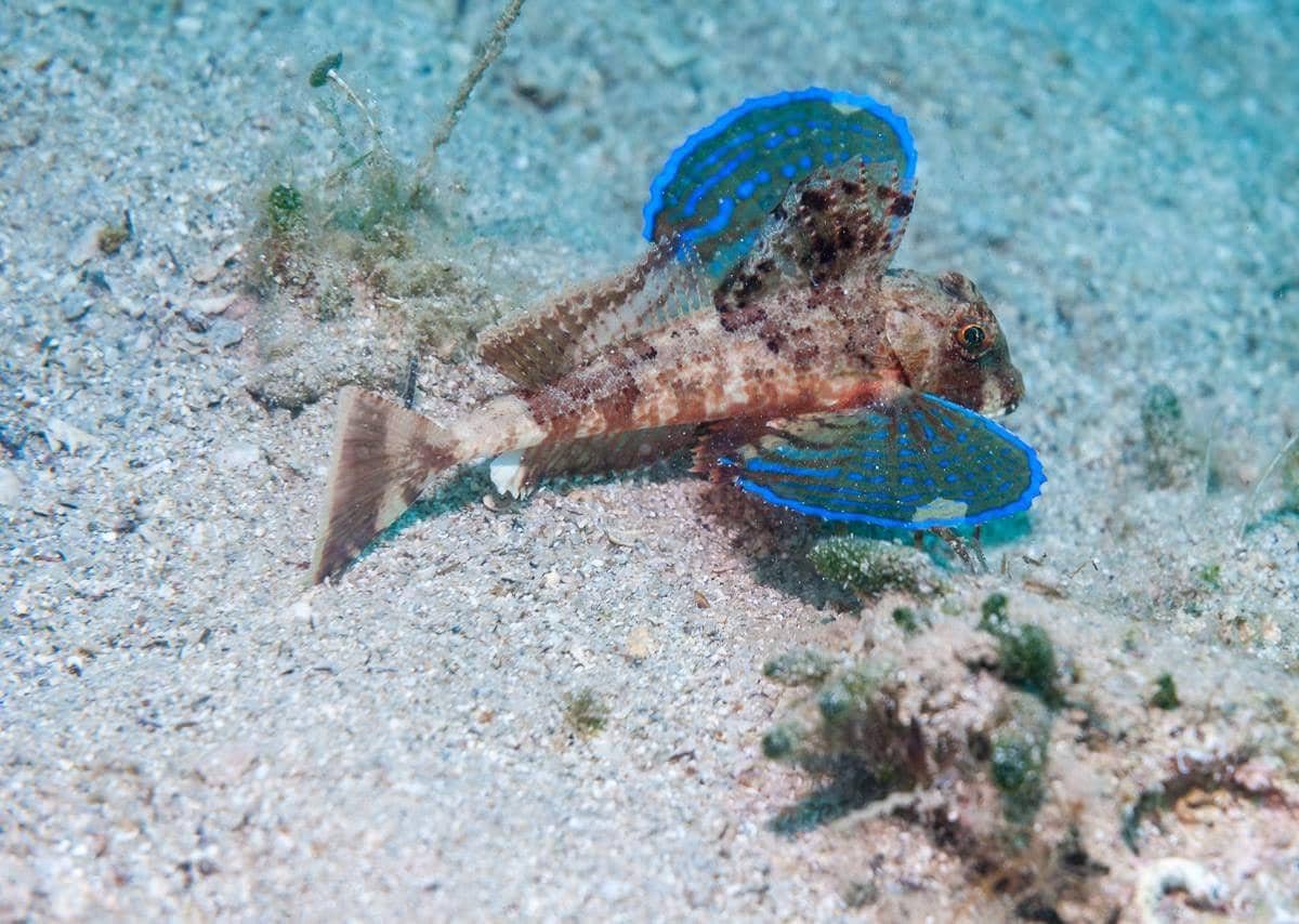 Potret flying gurnard