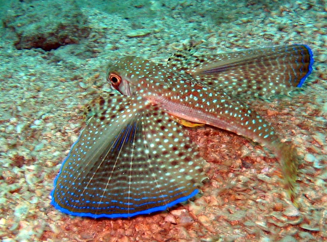 Potret flying gurnard