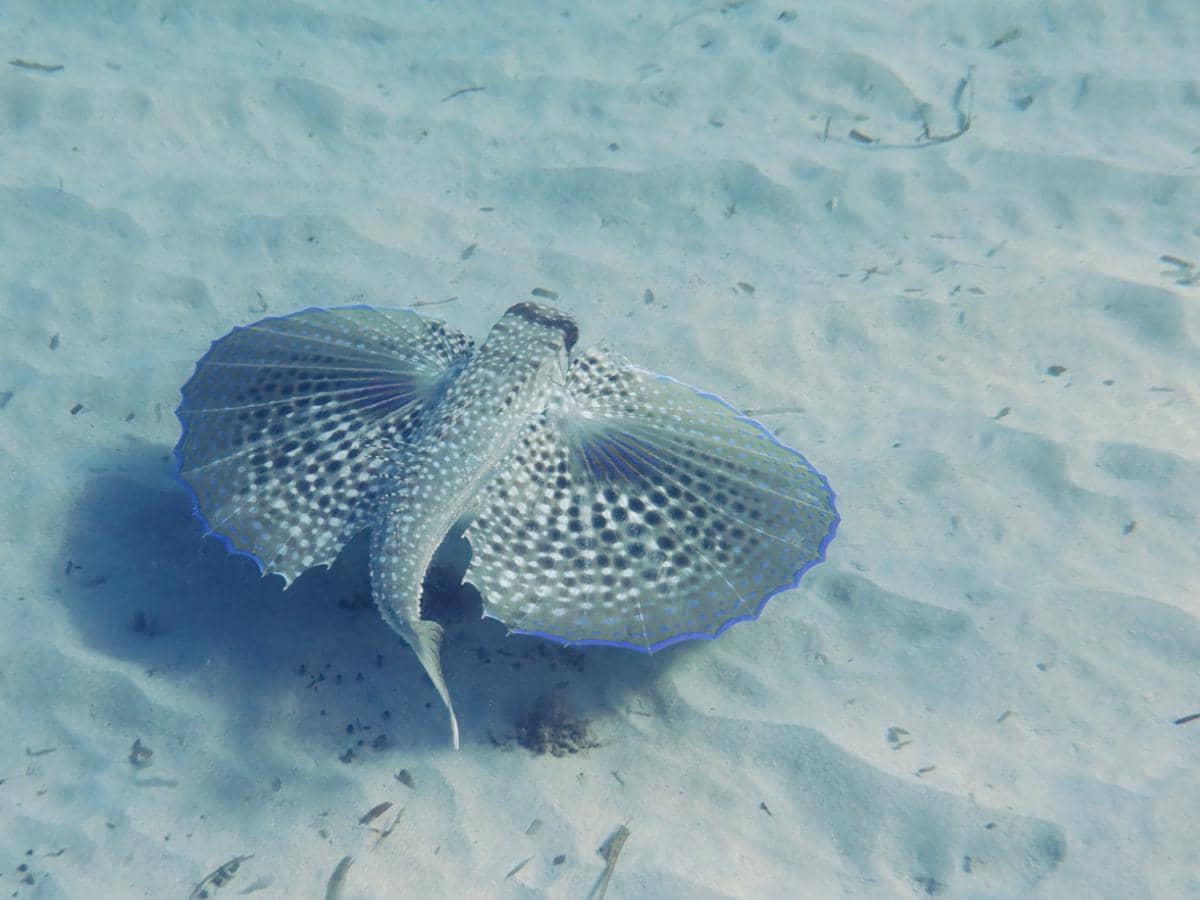 Potret flying gurnard