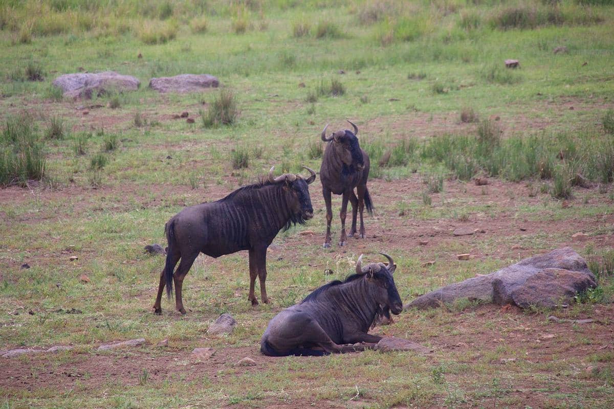 potret Pilanesberg National Park