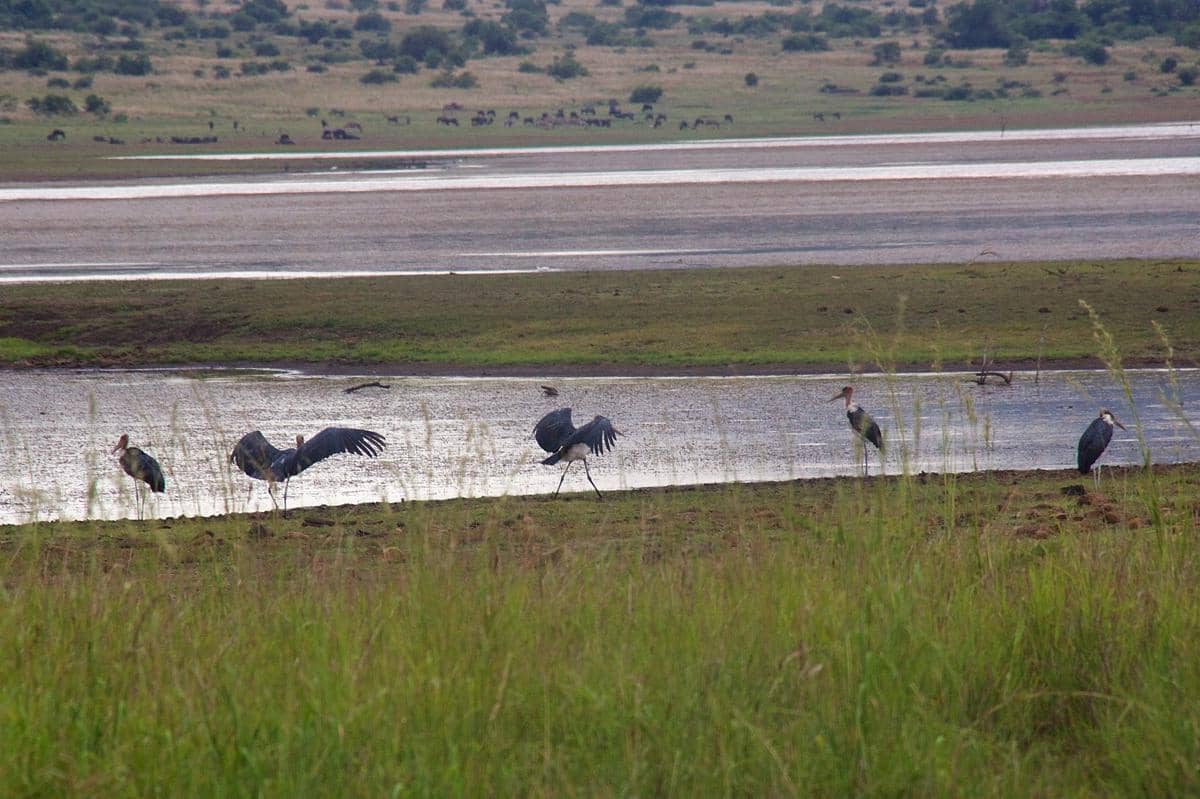 potret Pilanesberg National Park