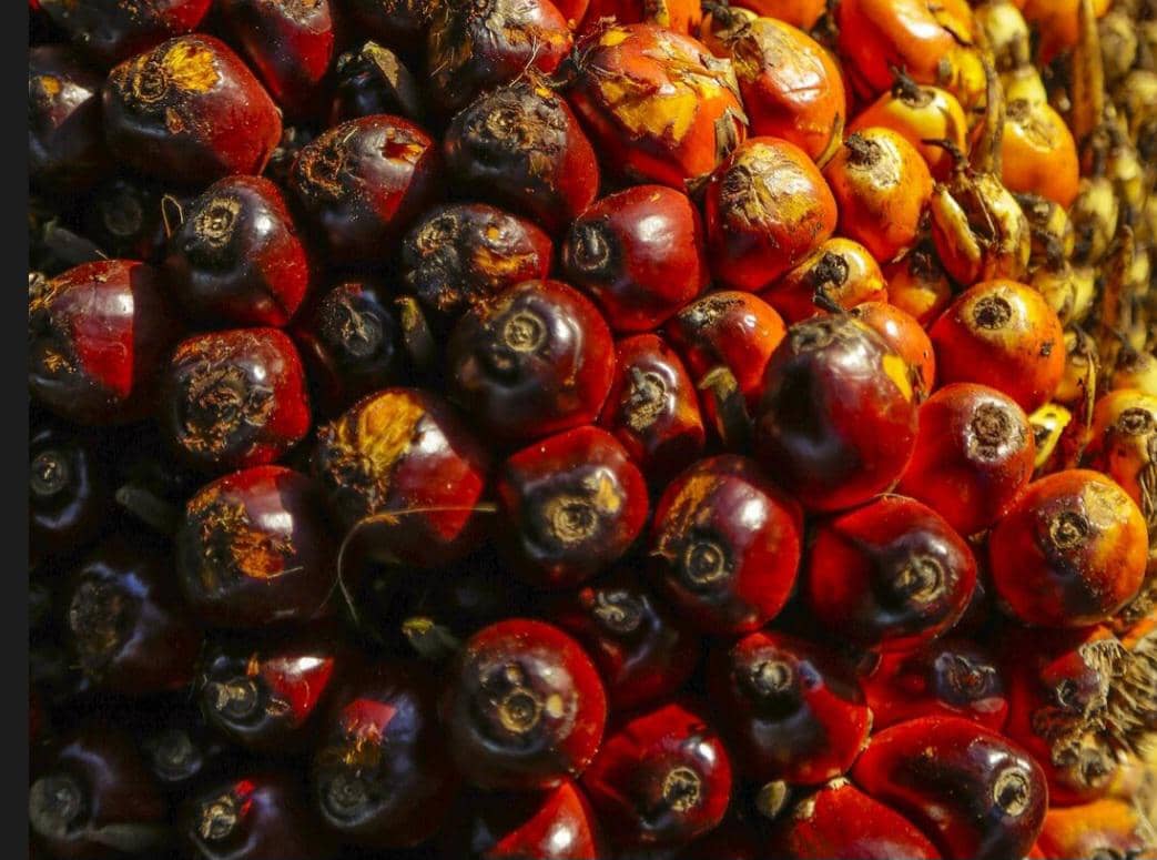 ilustrasi kelapa sawit