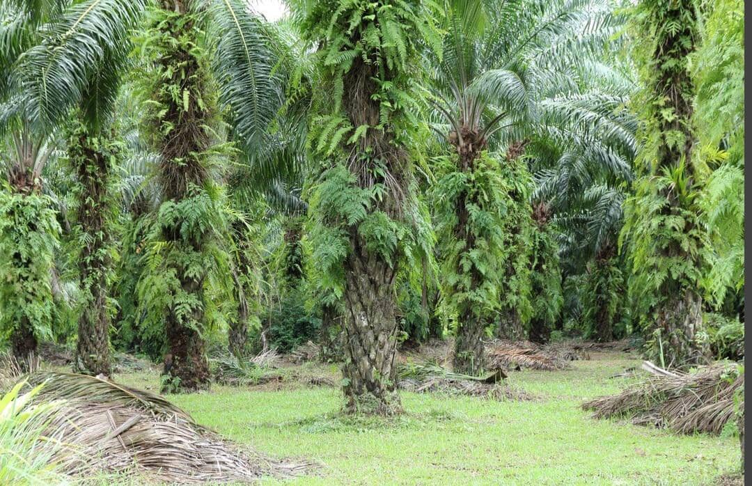 ilustrasi pohon sawit.