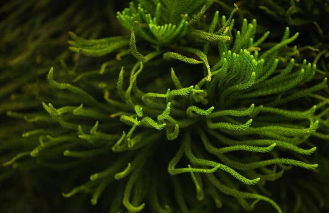 ilustrasi alga (freepik.com/alexeyzhilkin)