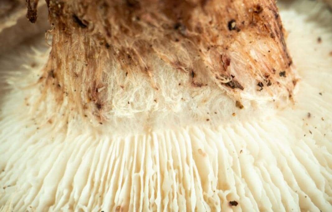 ilustrasi jamur mycelium (freepik.com/mdjaff)