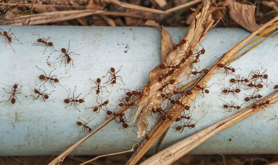 ilustrasi koloni semut