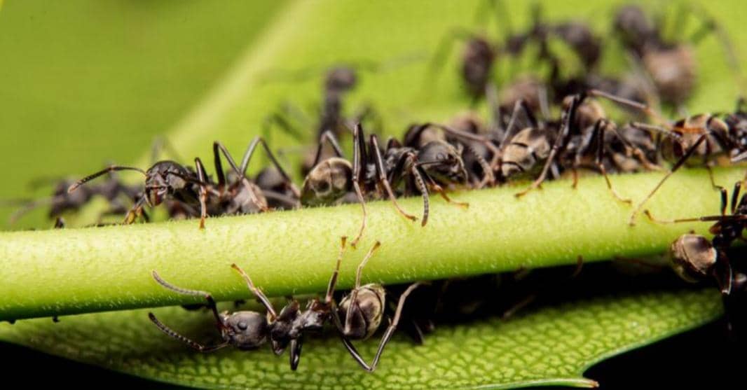 ilustrasi koloni semut