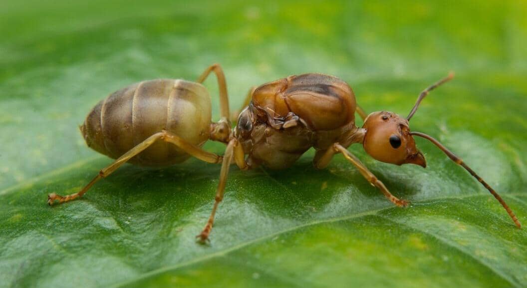 ilustrasi ratu semut