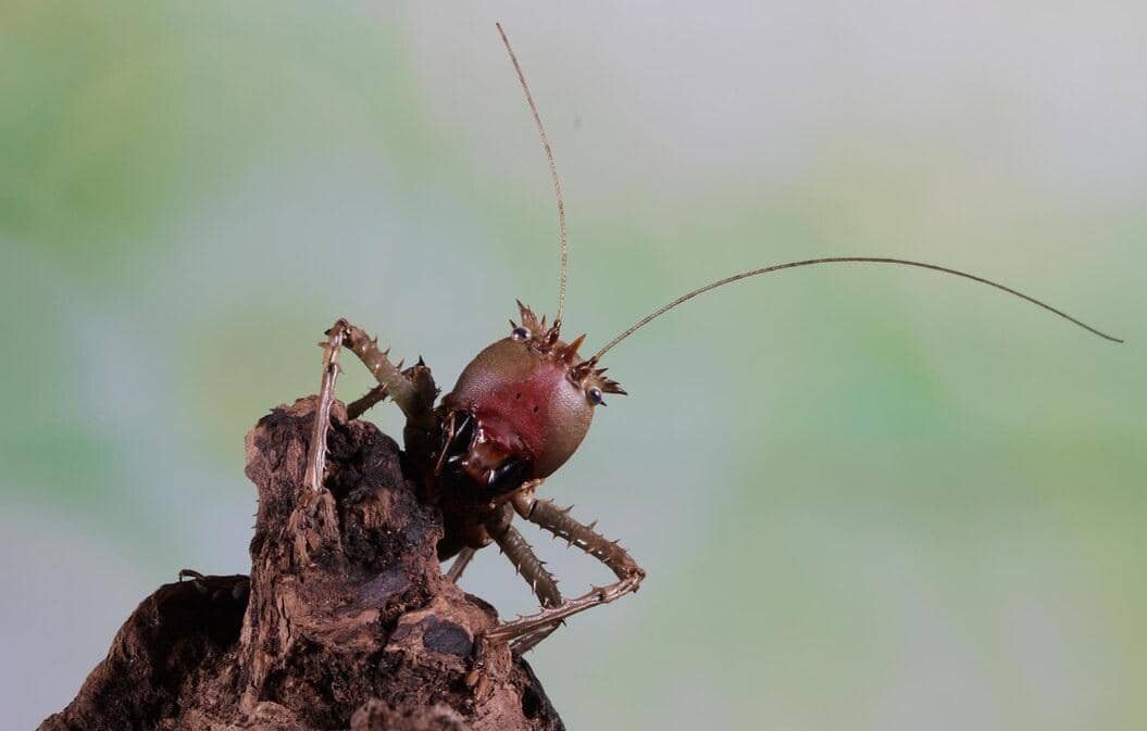 ilustrasi semut parasit