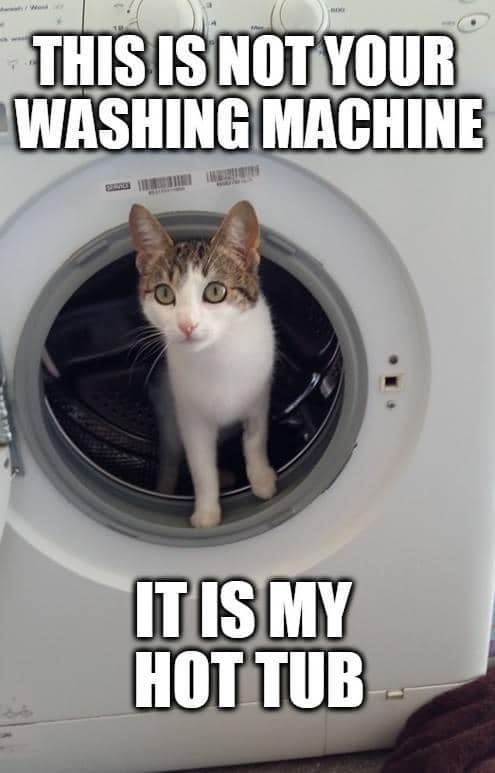 meme kucing tentang mencuci