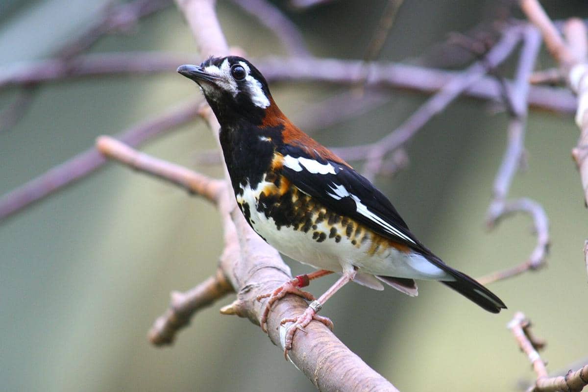 Burung Anis Nusa Tenggara