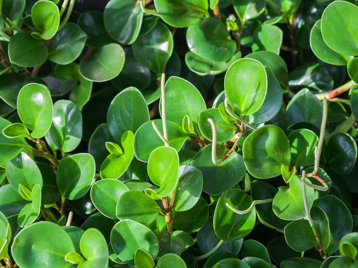 ilustrasi peperomia obtusifolia