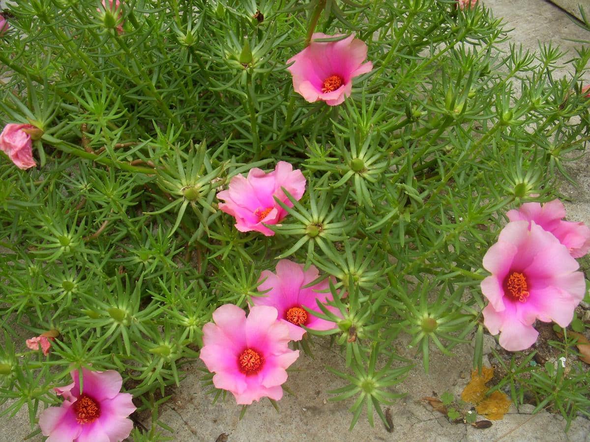 ilustrasi portulaca grandiflora 