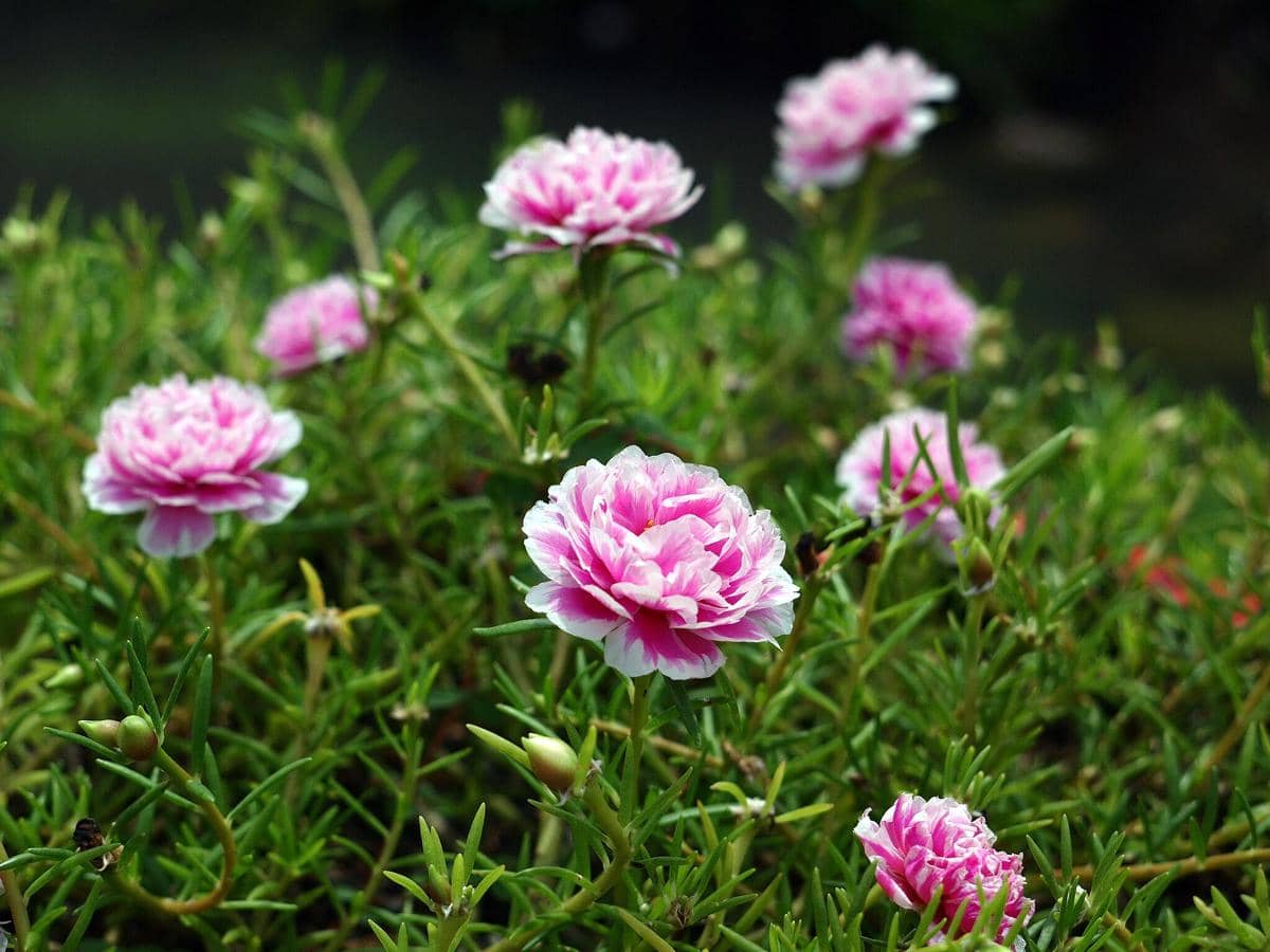 Ilustrasi bunga portulaca grandiflora berwarna merah muda dan kuning di antara daun hijau yang rimbun.