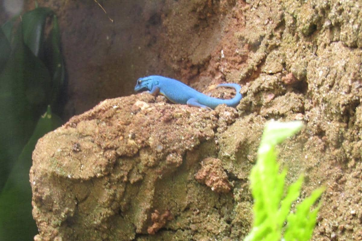 Tokek Kerdil Biru Elektrik