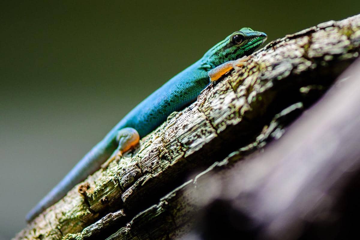 Tokek Kerdil Biru Elektrik 