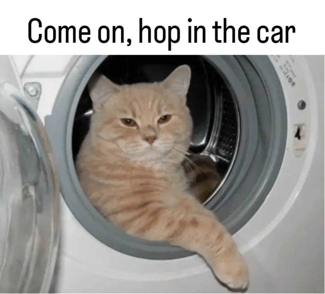 meme kucing tentang mencuci