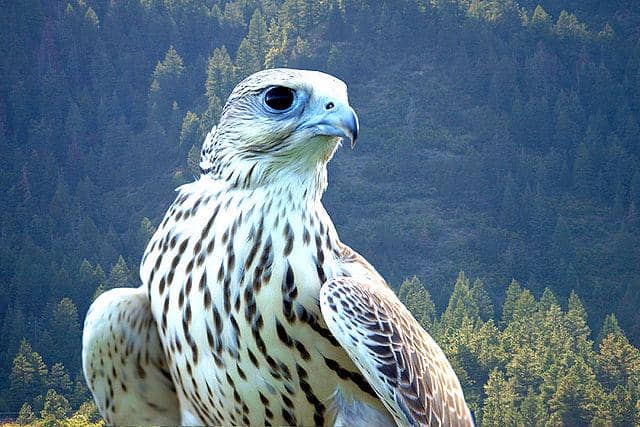 potret burung gyrfalcon
