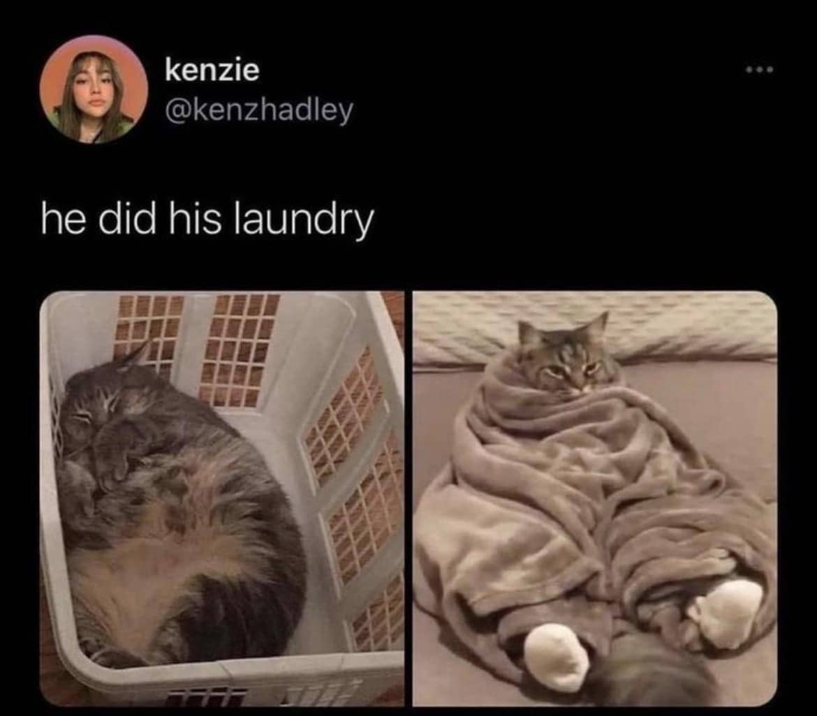 meme kucing tentang mencuci