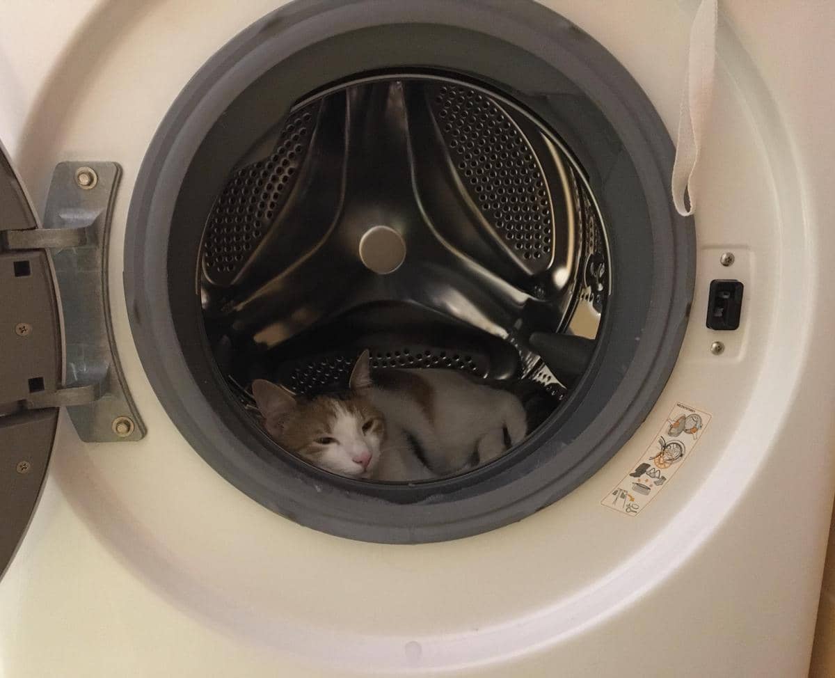 meme kucing tentang mencuci