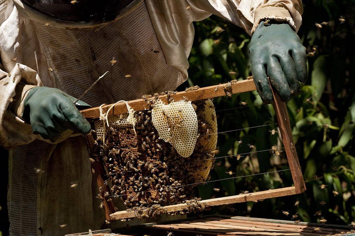 ilustrasi lebah afrikanisasi