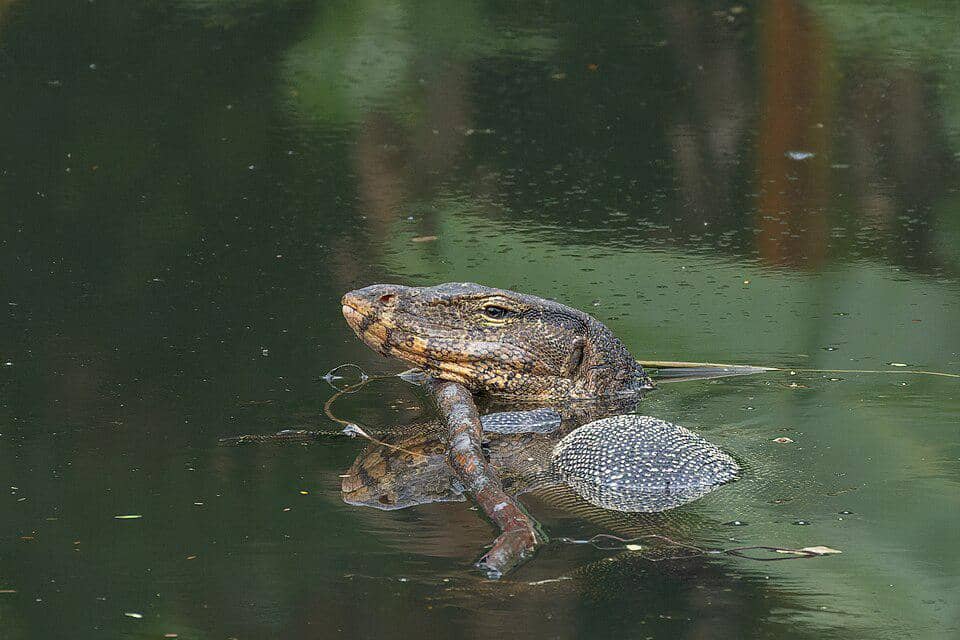 Biawak jadi hewan liar yang paling sering berkeliaran di pemukiman manusia saat banjir melanda.