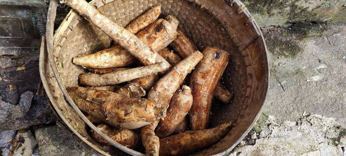 ilustrasi bahan kroket singkong isi daging