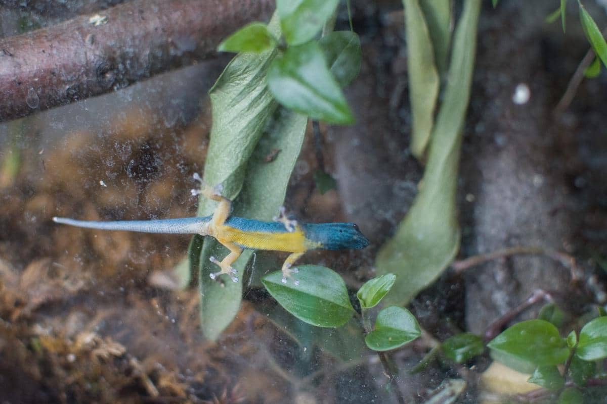 Tokek Kerdil Biru Elektrik