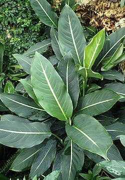 tanaman Dieffenbachia Gigantea