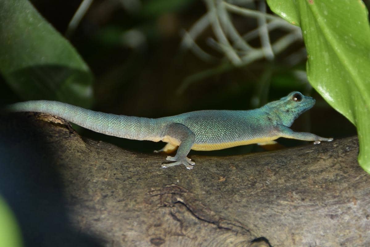 Tokek Kerdil Biru Elektrik