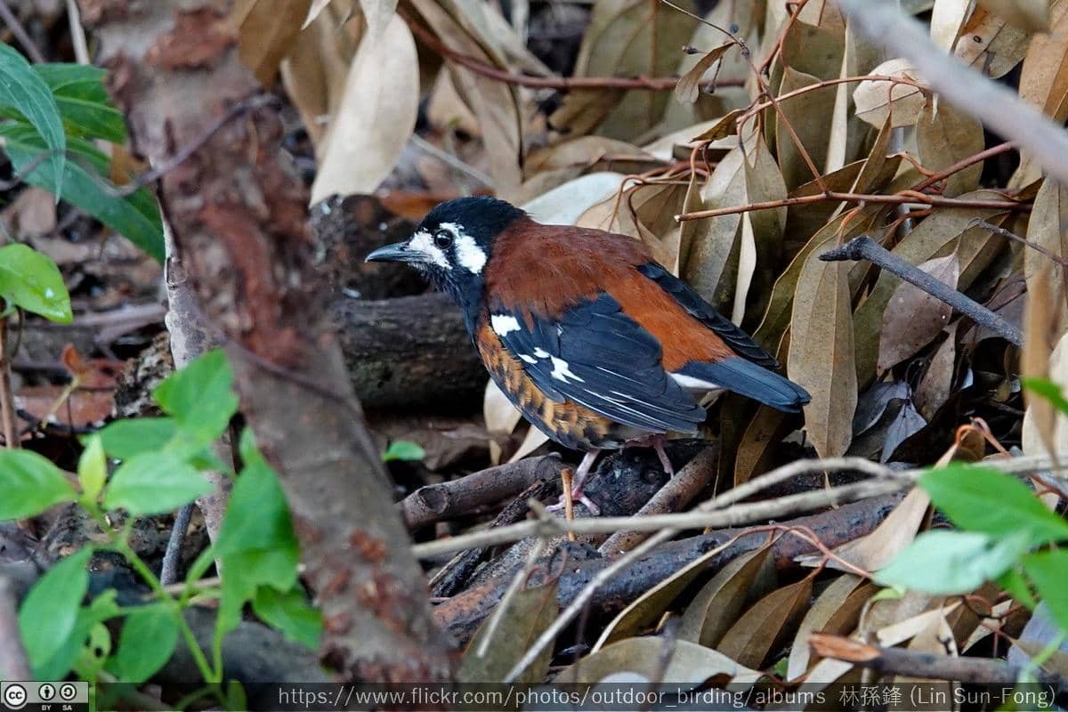 Burung Anis Nusa Tenggara