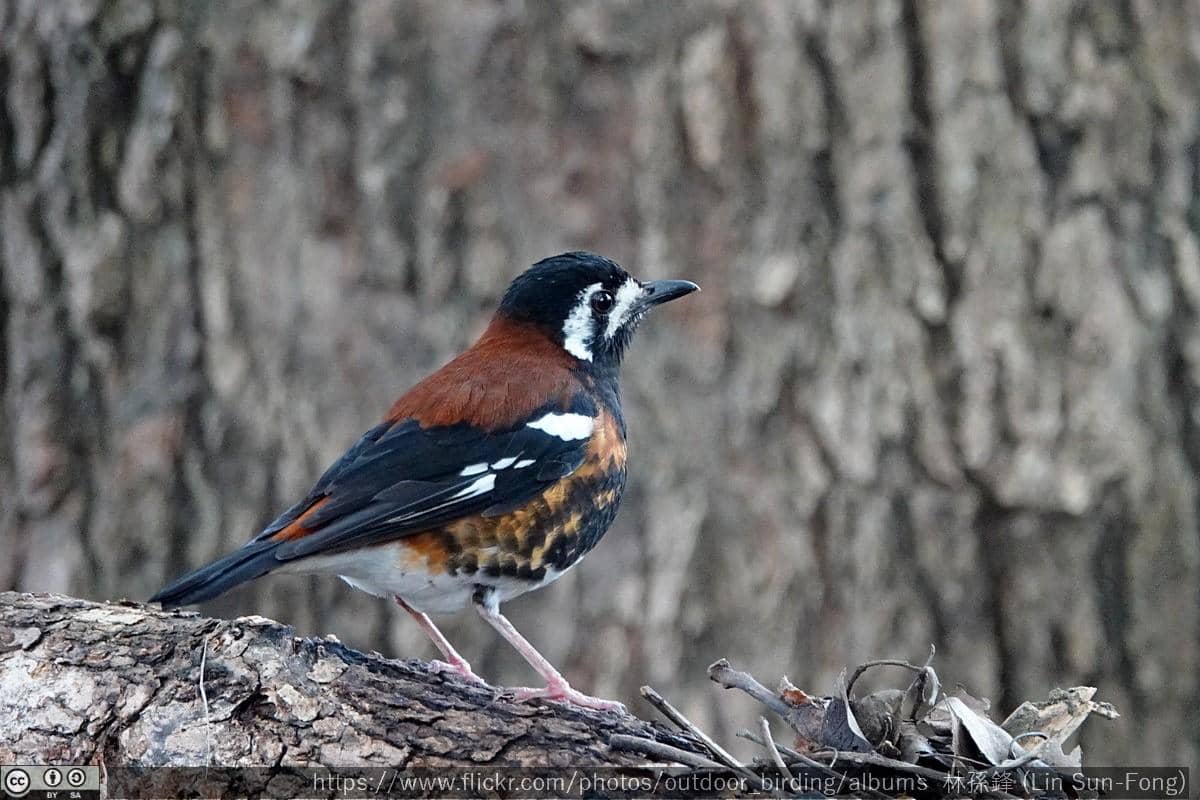Burung Anis Nusa Tenggara 