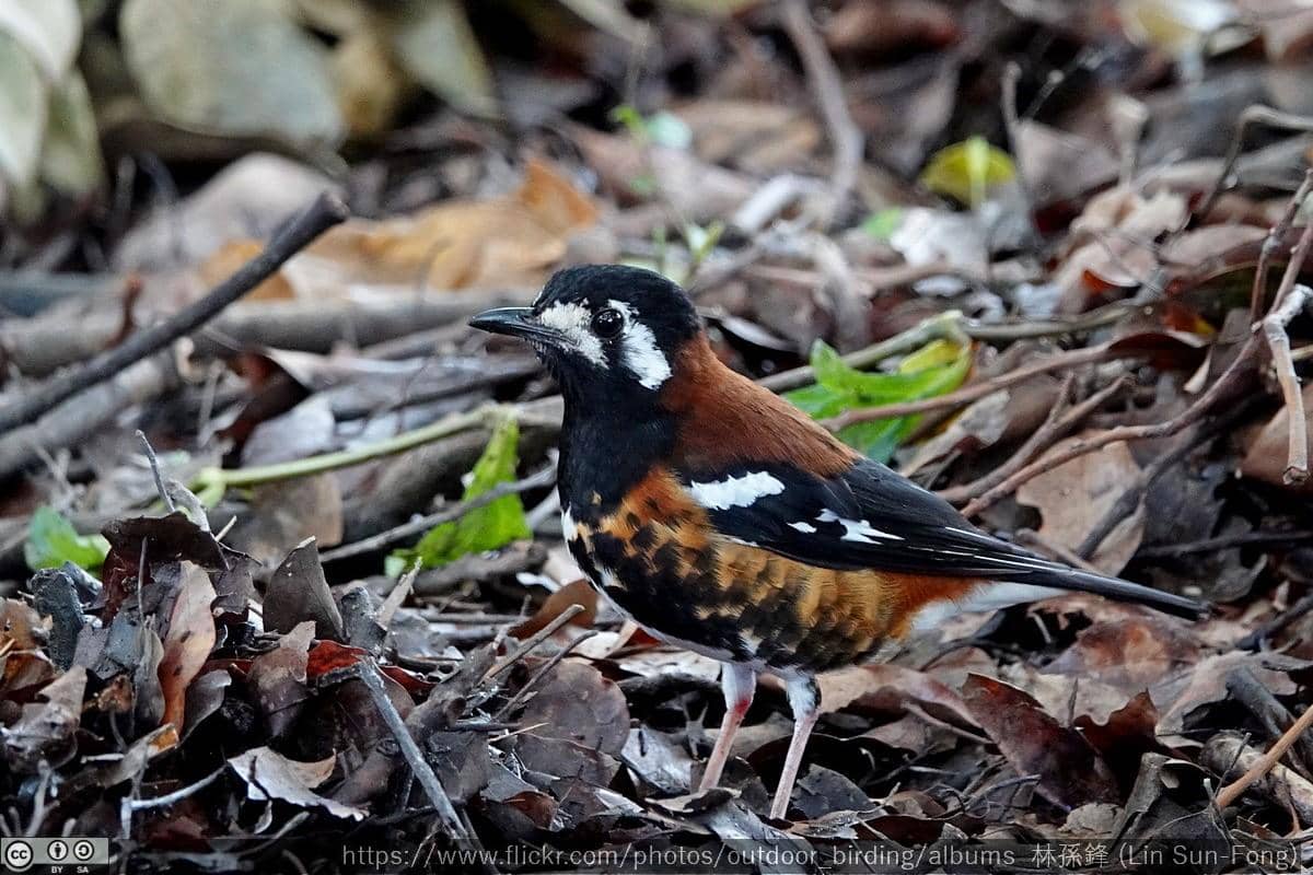 Burung Anis Nusa Tenggara 