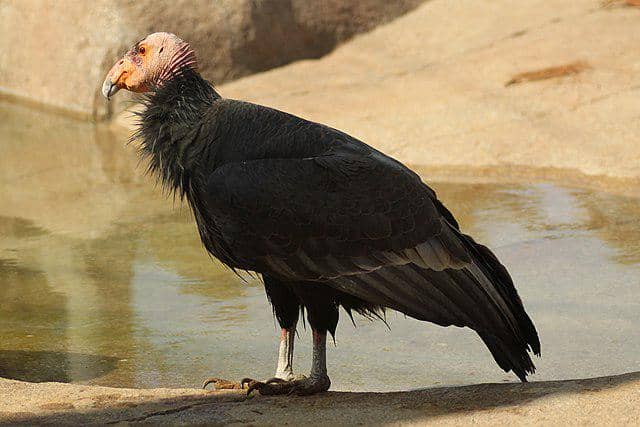 potret burung calfiornian condor