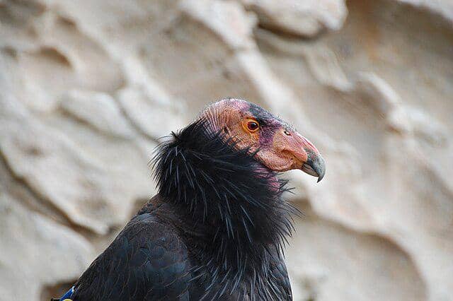 potret burung calfiornian condor