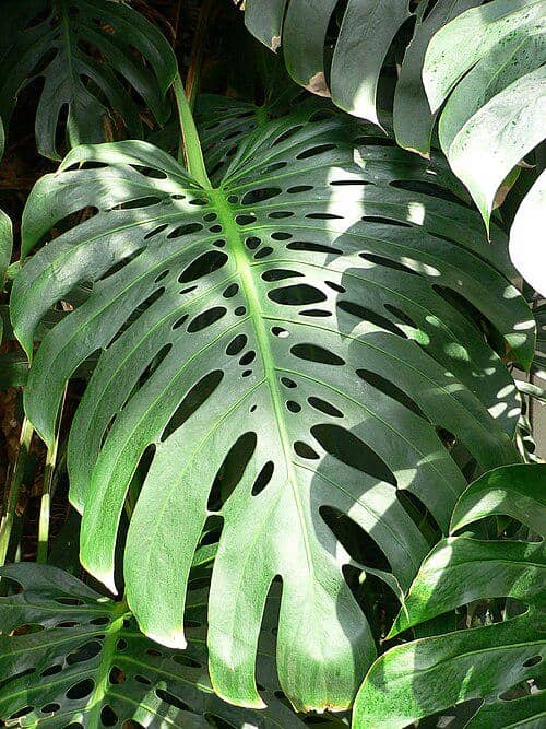 Tanaman Monstera Deliciosa 