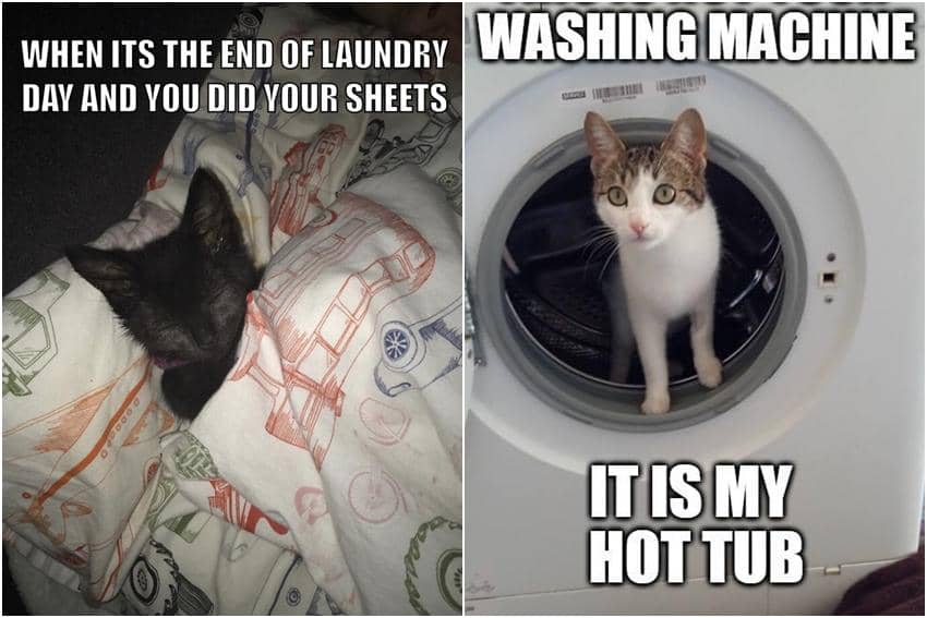 kolase meme kucing tentang mencuci
