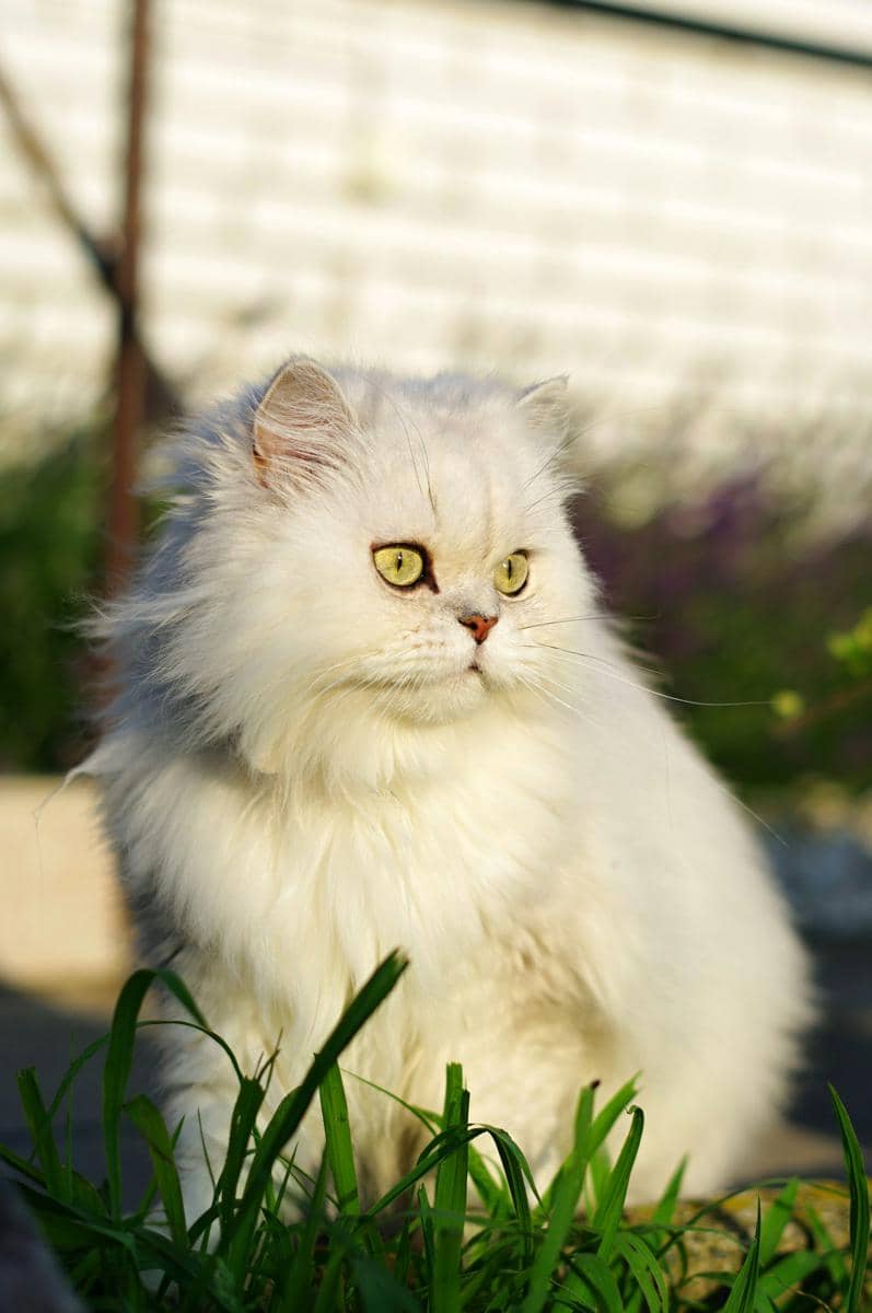 Ilustrasi kucing persia (Unplash/Petra Andresws)