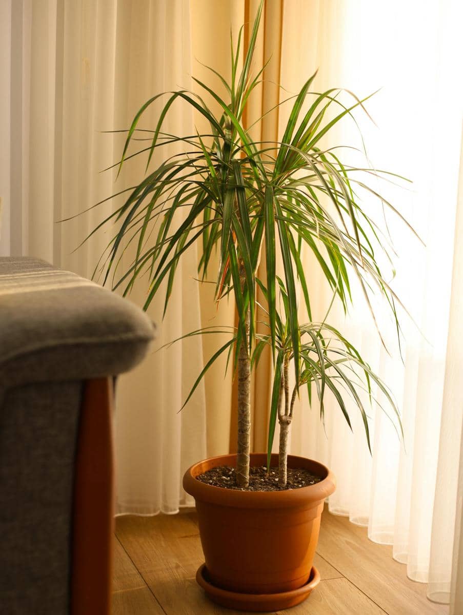 ilustrasi dracaena marginata