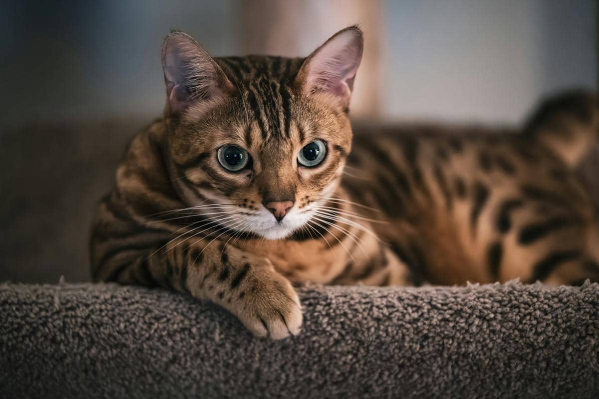 Ilustrasi kucing bengal (Unplash/Ryan Grewell)