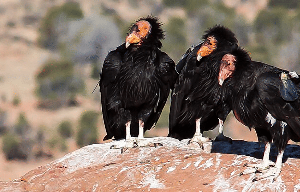 potret burung calfiornian condor