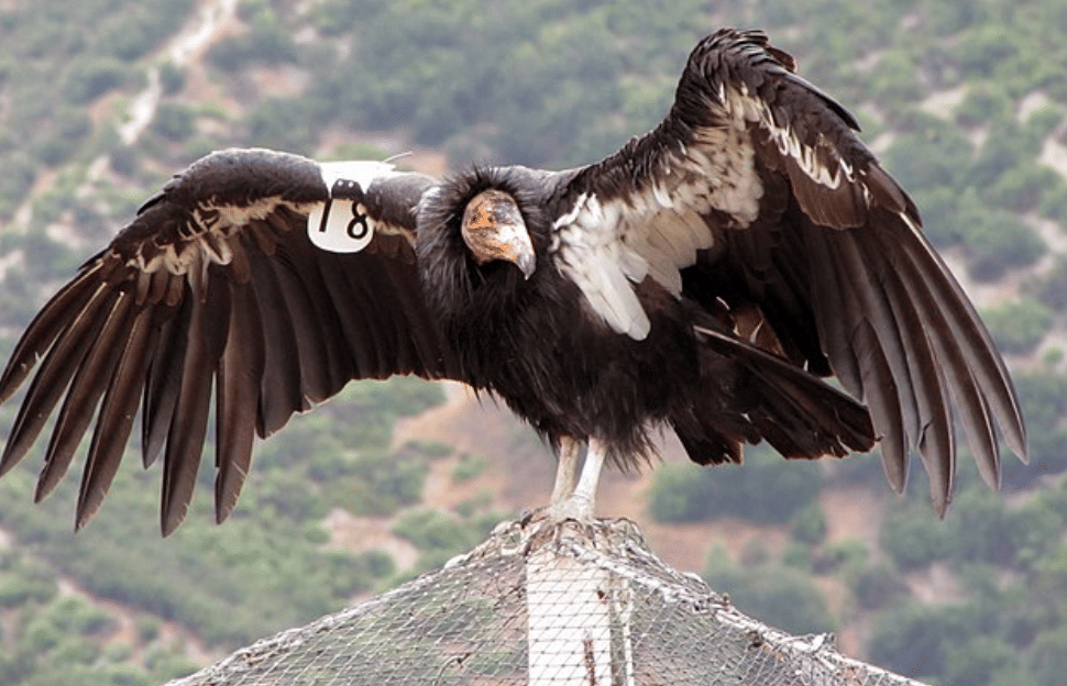 potret burung calfiornian condor