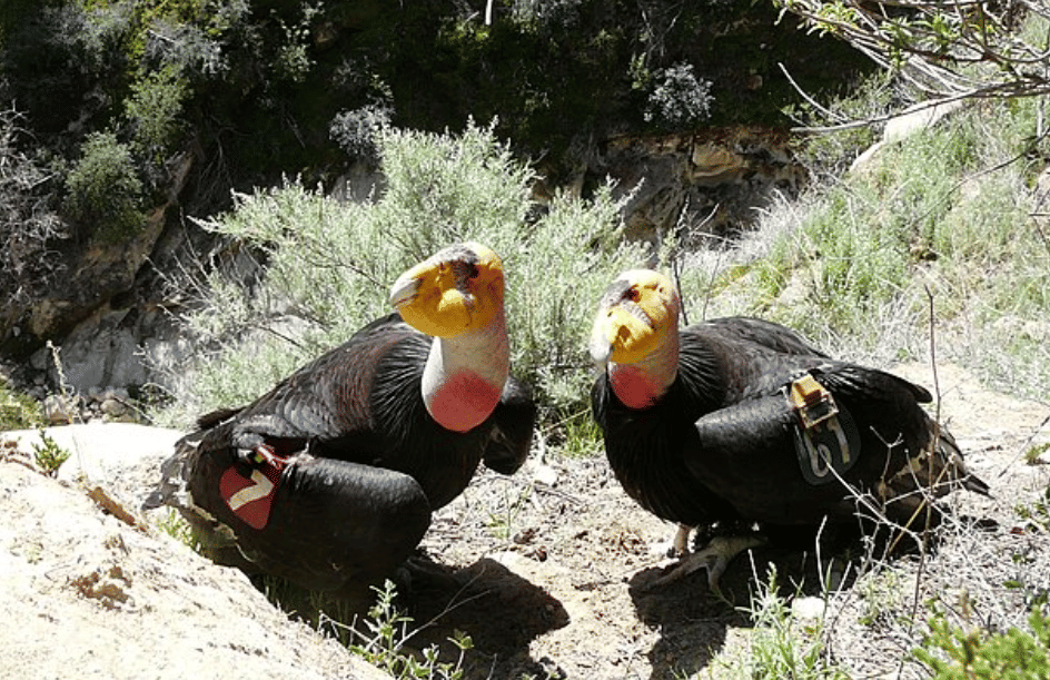 potret burung calfiornian condor