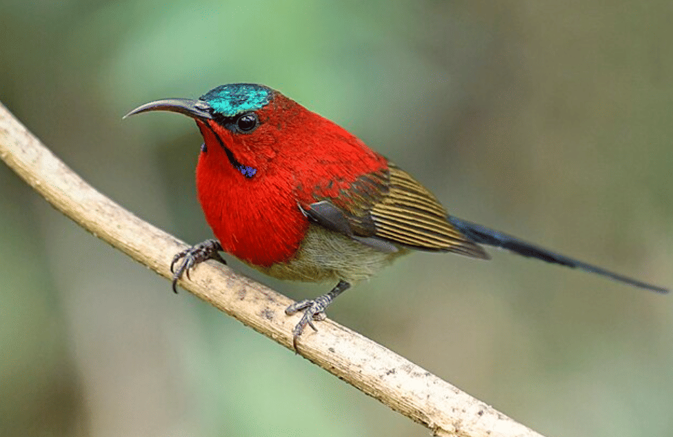 potret burung crimson sunbird