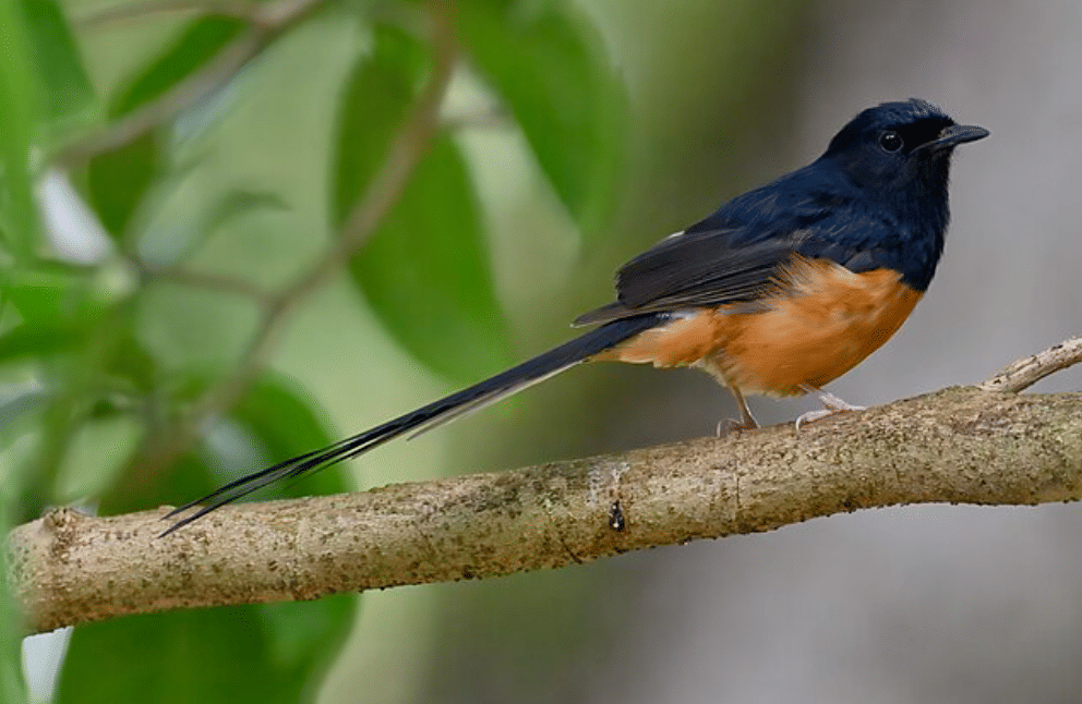 potret burung murai batu