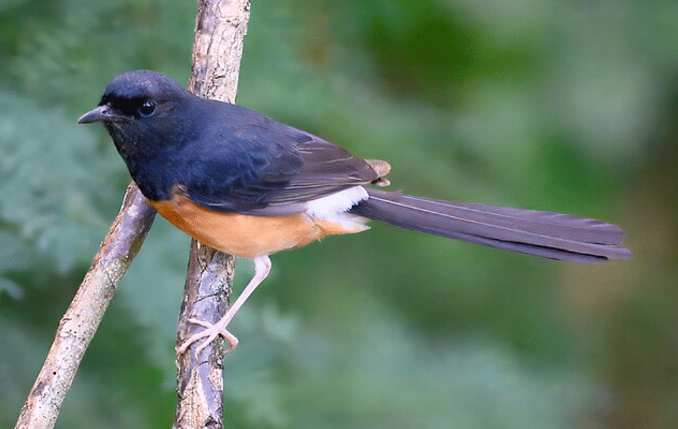potret burung murai batu