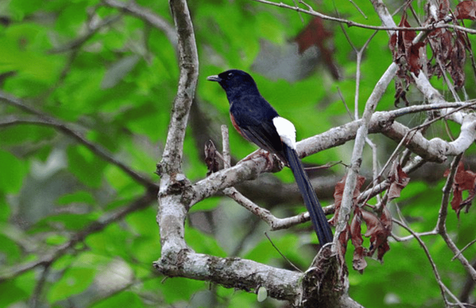 potret burung murai batu 